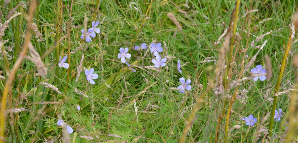 Spring in the Yorkshire Arboretum