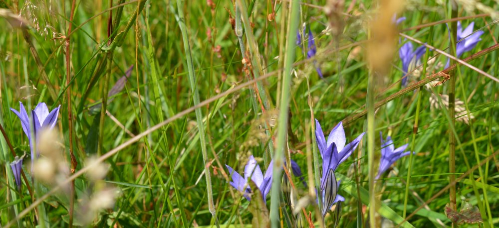 Spring in the Yorkshire Arboretum