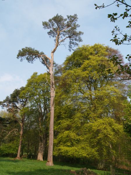 Paxton House