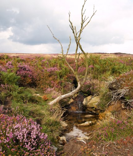 26. The wild moorland atmospheric moorland of Oakley Walls above the Esk Valley, North York Moors National Park, North Yorkshire.