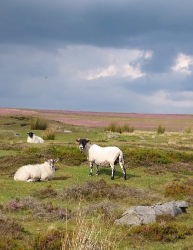 26. The wild moorland atmospheric moorland of Oakley Walls above the Esk Valley, North York Moors National Park, North Yorkshire.