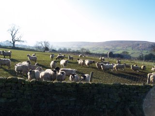 Sheep in the upper fields of Danby Dale  - Danby, North York Moors, North Yorkshire, England