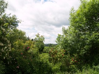 the rolling countryside around Tugby, Leicestershire, England