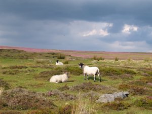 Sheep and heather on Oakley Walls, North York Moors Moors near Danby Tea Shop