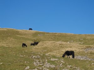 Semi-wild horses near High Cup Nick - The New Inn, Brampton Village near Appleby, Cumbria, Northern England