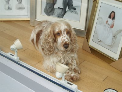 Doleful Dog, Ballina, Co. Mayo, Ireland