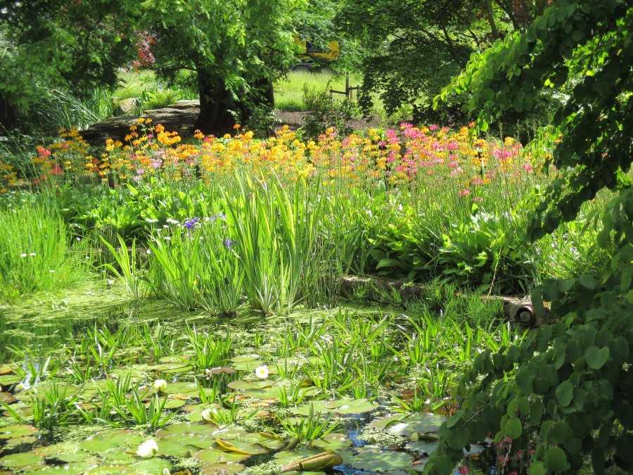Harlow Carr RHS gardens near Harrogate