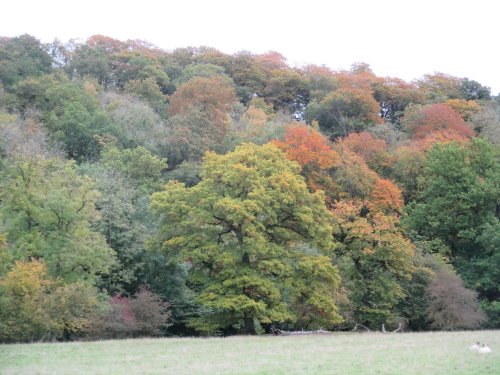 Walking around Duncombe Park Estate