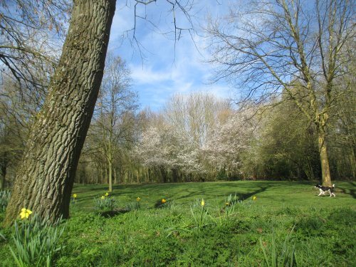 trees Knighton Park, Leicester
