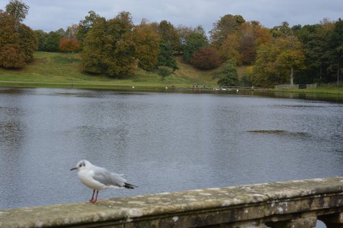 Studley Royal walks park gardens in Autumn