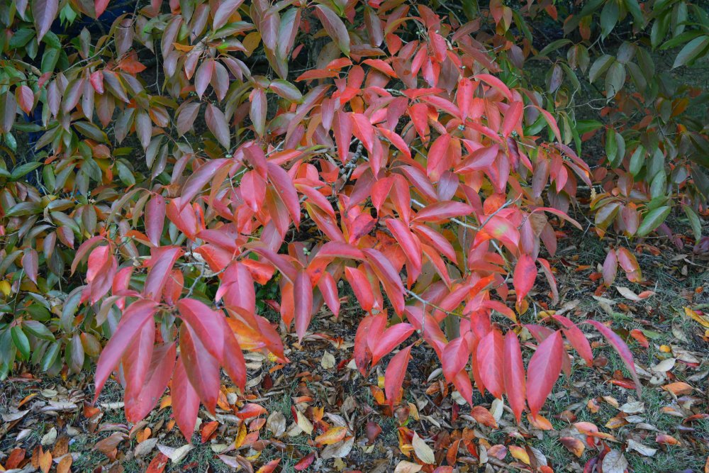 Nyssa sinensis Chinese tupelo Autumn colours Yorkshire Arboretum