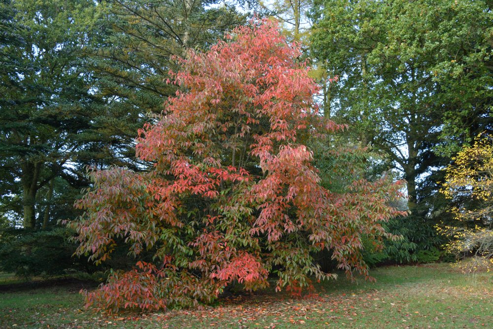 Autumn colours Yorkshire Arboretum