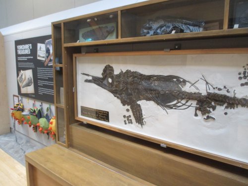 Jurassic Yorkshire Exhibition in the Yorkshire Museum, York in 2019