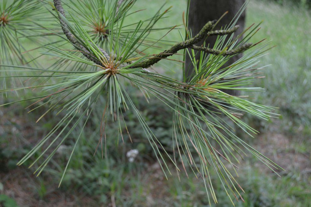 spiny leaves of Jeffrey's Pine Pinus Jeffreyi Yorkshire Arboretum, Castle Howard.  North Yorkshire, England