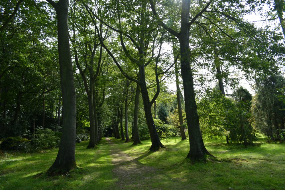 red oak avenue Thorp Perrow Arboretum & Bird of Prey & Mammal Centre, North Yorkshire, England