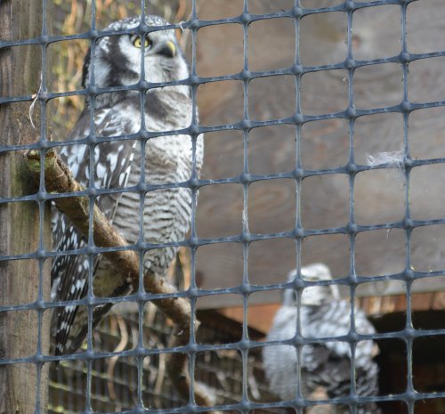 Thorp Perrow Arboretum & Bird of Prey & Mammal Centre, North Yorkshire, England