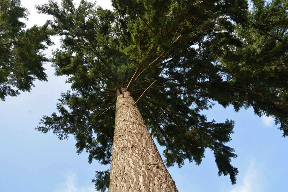 Looking up through the branches of a pine tree! in Thorp Perrow Arboretum & Bird of Prey & Mammal Centre, North Yorkshire, England