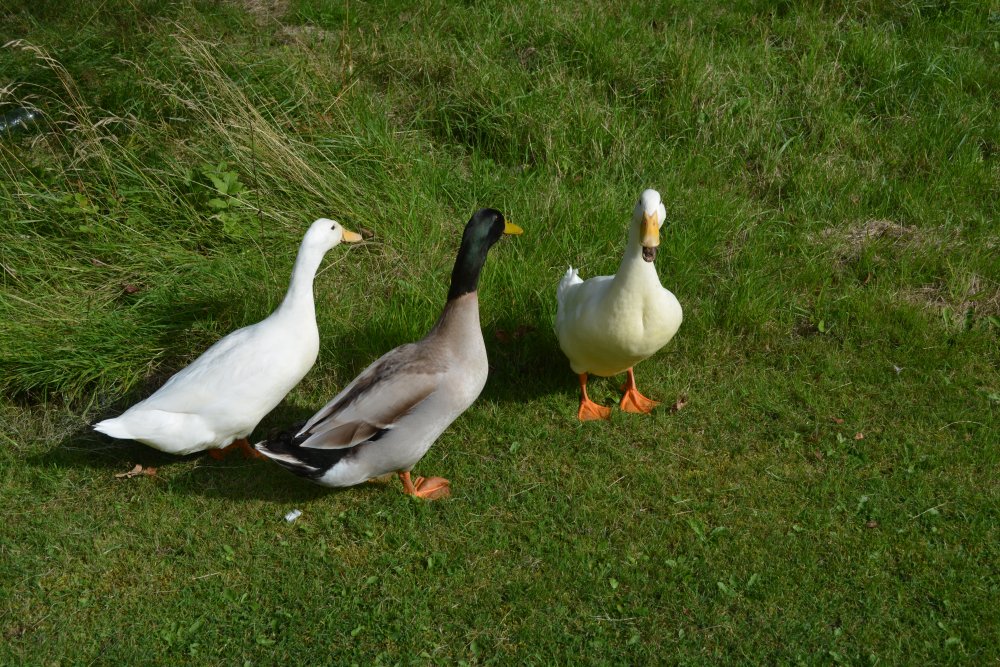 Ducks and geese in Thorp Perrow Arboretum & Bird of Prey & Mammal Centre, North Yorkshire, England