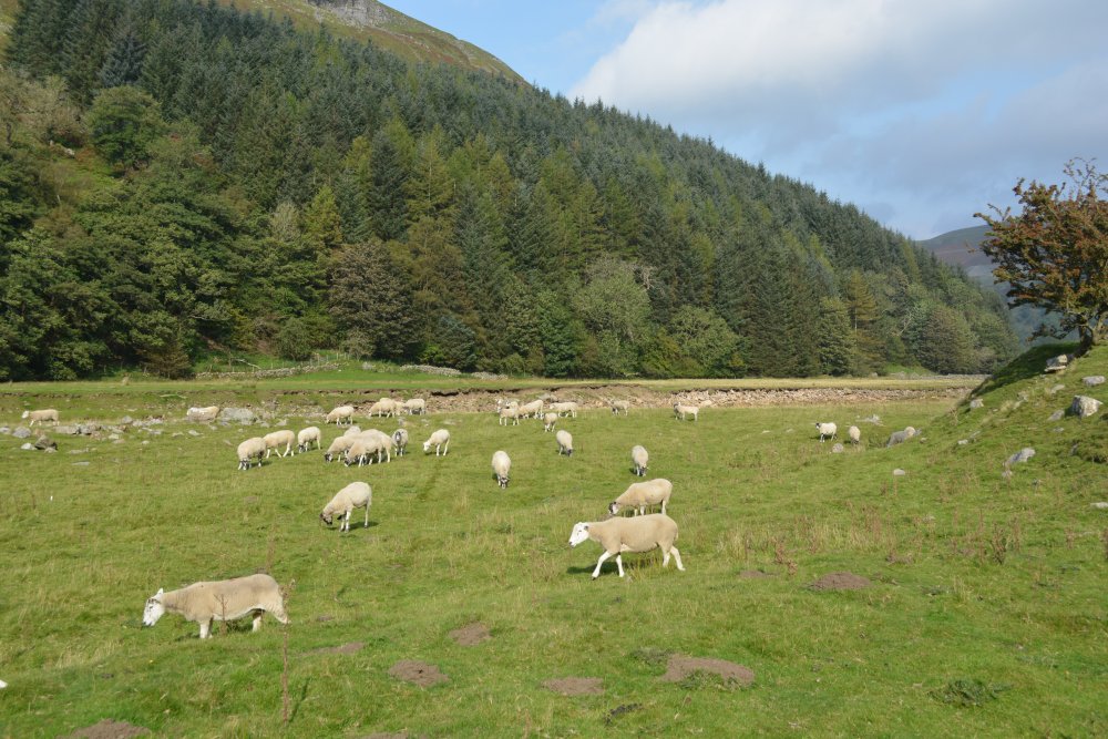 Swaledale sheep in Swaledale Muker to Keld Walk, Swaledale, North Yorkshire, England