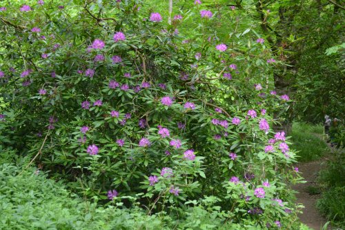 circular walk Cotherstone Romaldkirk River Tees Co. Durham, England