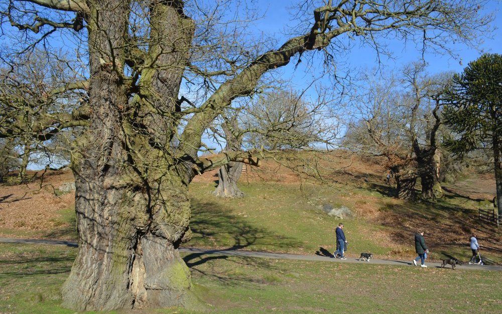 Wonderful trees to view walking in Bradgate Park, Leicester