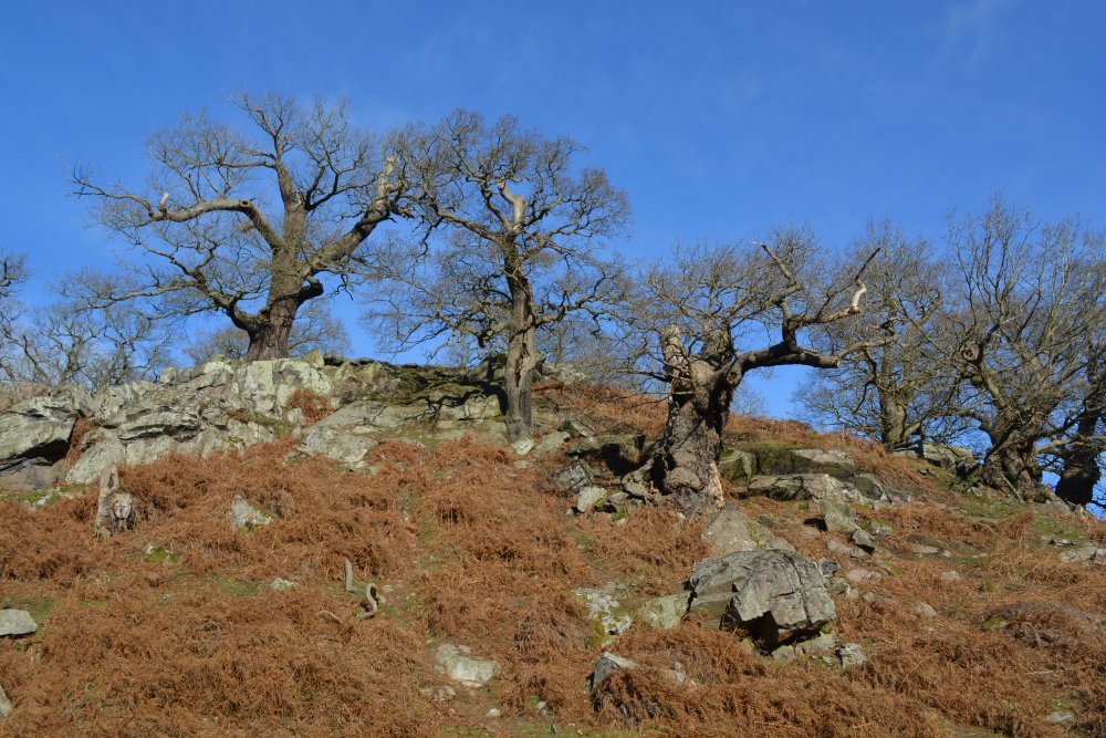 Nice little rocky outcrops for children to play on safely in Bradgate Park, Leicester