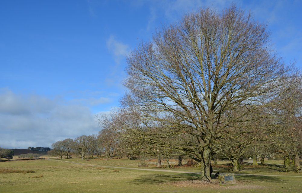Bradgate Park, Leicester