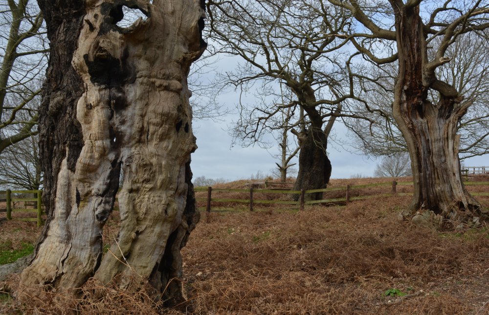 Bradgate Park, Leicester