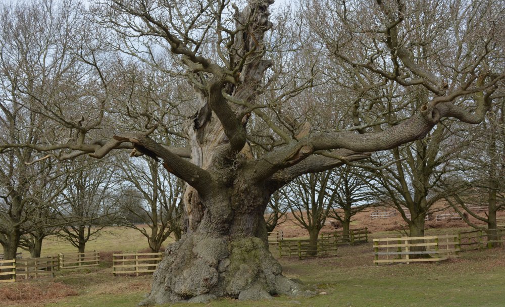 Bradgate Park, Leicester