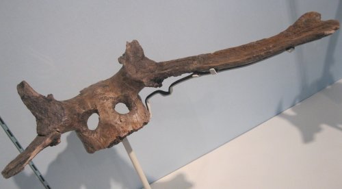 Deer skulls from Starr Carr North Yorkshire Cambridge Museum of Archaeology and Anthropology
