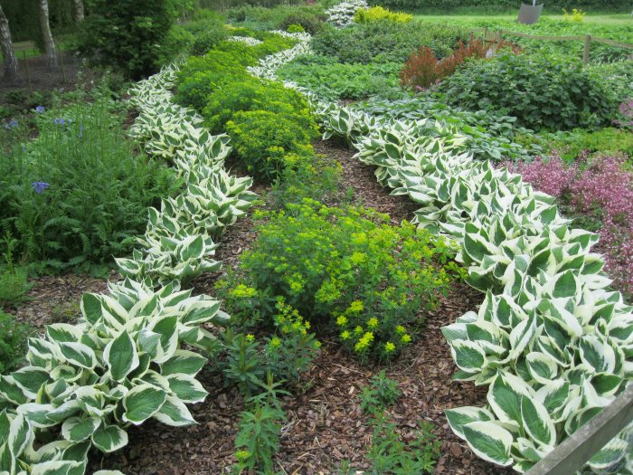 The Euphorbia River Breezy Knees Gardens, near York, North Yorkshire