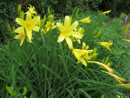 Breezy Knees Gardens, near York, North Yorkshire