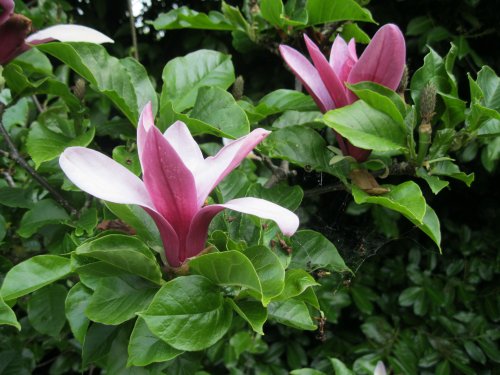 Breezy Knees Gardens, near York, North Yorkshire