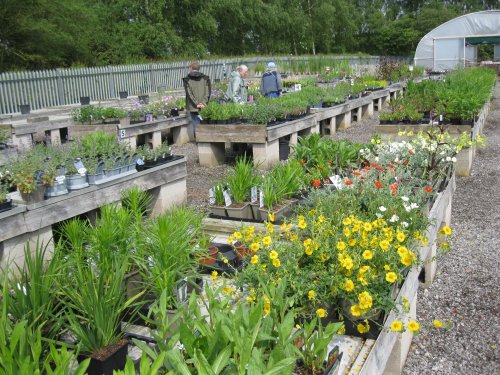 The nurseries of Breezy Knees Gardens, near York, North Yorkshire