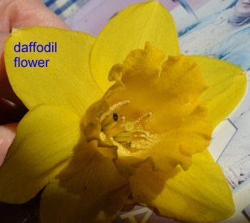 daffodil flower head