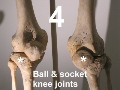 knee hinge joint