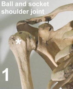 shoulder ball and socket joint