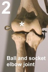arm-elbow hinge joints
