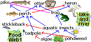 FoodWeb1.gif
