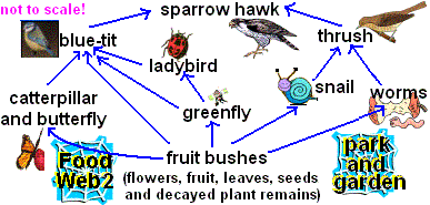 FoodWeb2.gif