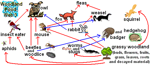 FoodWeb3.gif