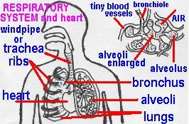 organs4names.jpg