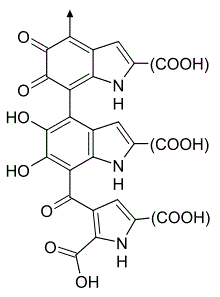 molecular structure of the eumelanin molecule melanin pigment skeletal formula