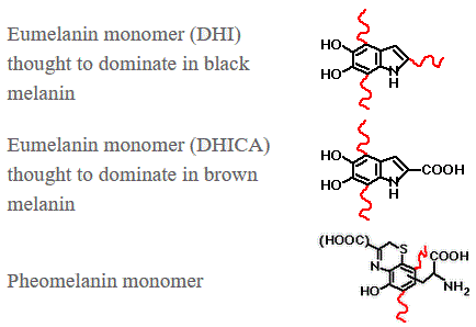 structure of eumelanin monomer (DHI) black melanin eumelanin monomer (DHICA) brown melanin pheomelanin pigments